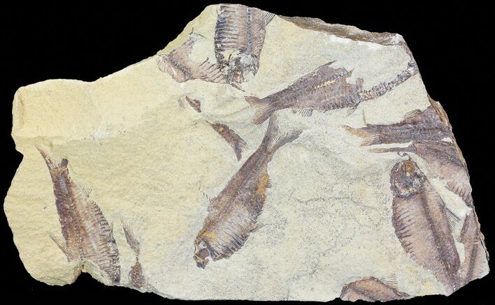 Fossil Fish (Gosiutichthys) Mortality Plate - Lake Gosiute #68414